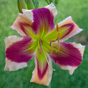 Twisted Peppermint Daylily